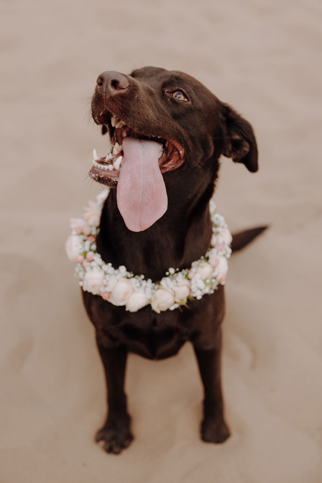 am See heiraten Grünau berlin Hochzeit beach sand am wasser heiraten freue trauung im sand hochzeitsfotograf berlin feiert Festival Hochzeit in berlin