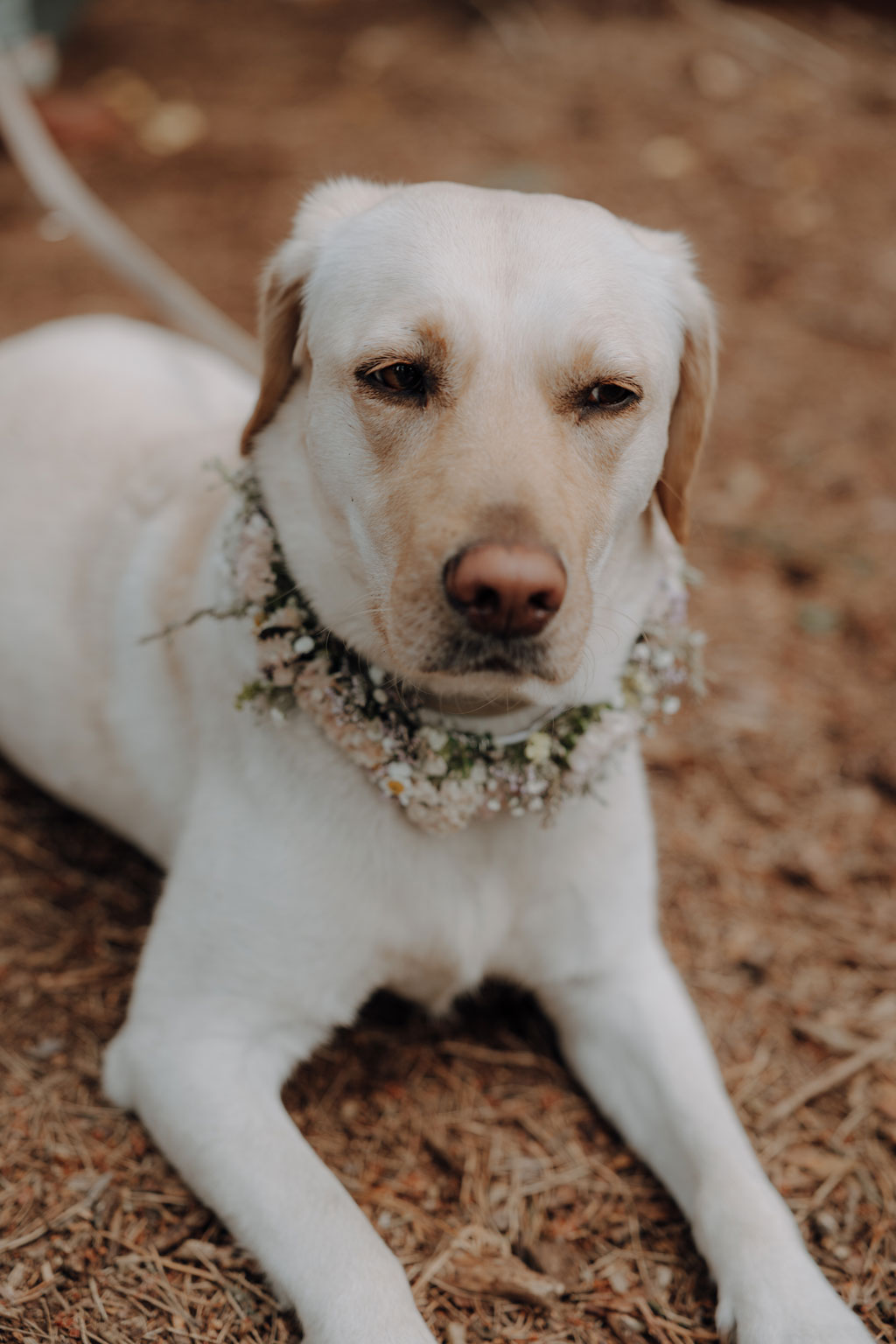 hochzeitsfotograf im farmhouse in wandlitz in Brandenburg bei berlin hochzeitslocation in der Natur festivalwedding Festivalhochzeit Fotograf fotografiert hochzeit trauung freie trauung waldkapelle